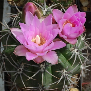 DSC01836Gymnocalycium horridispinum