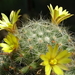 DSC02082Mammillaria baumii