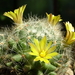 DSC02083Mammillaria baumii