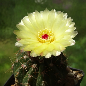 DSC02206Notocactus ottonis aff. HU 35