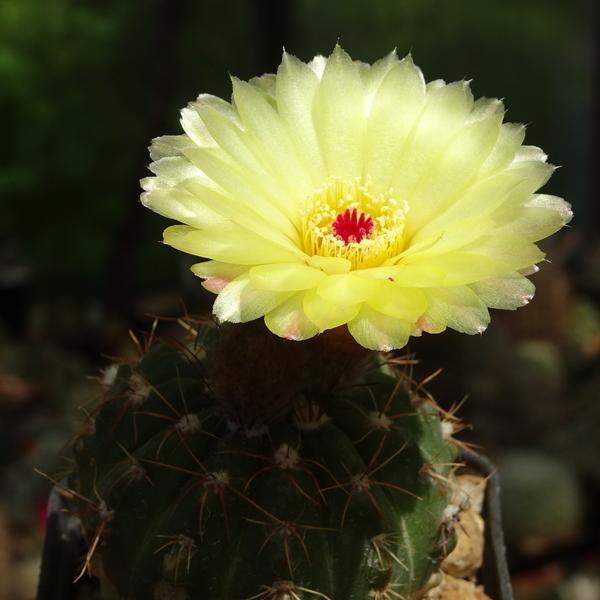 DSC02207Notocactus ottonis aff. HU 35