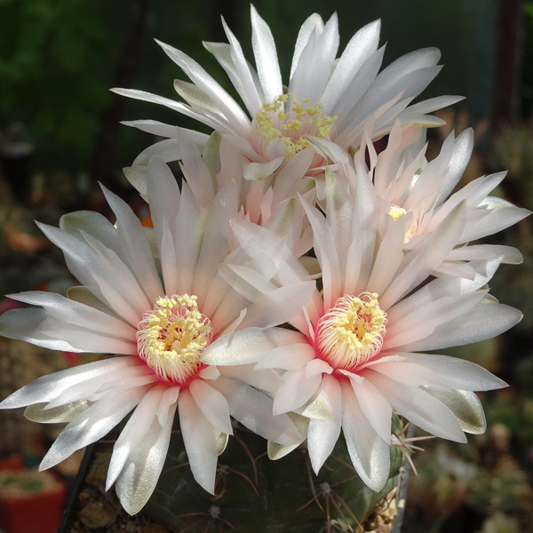 DSC02210Gymnocalycium amerhauseri STO 229