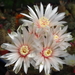 DSC02211Gymnocalycium amerhauseri STO 229