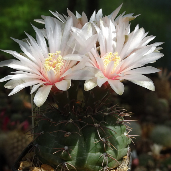 DSC02212Gymnocalycium amerhauseri STO 229