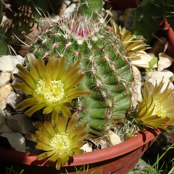 DSC02240Echinocereus chloranthus