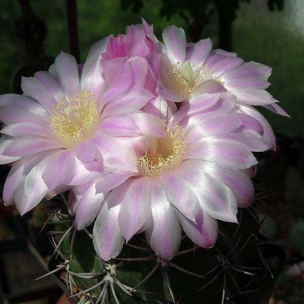 DSC02251Gymnocalycium horridispinum