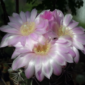 DSC02252Gymnocalycium horridispinum