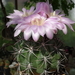 DSC02253Gymnocalycium horridispinum