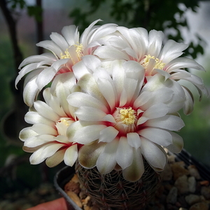 DSC02254Gymnocalycium papschii