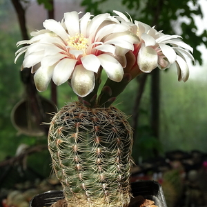 DSC02255Gymnocalycium papschii