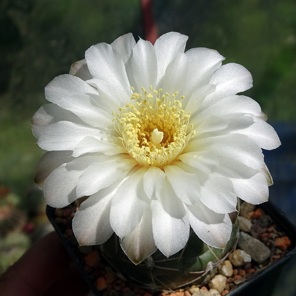 DSC02258Gymnocalycium ourselianum