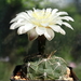 DSC02259Gymnocalycium ourselianum