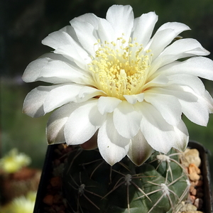 DSC02260Gymnocalycium ourselianum