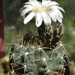 DSC02262Gymnocalycium moserianum