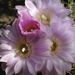 DSC02272Gymnocalycium horridispinum