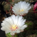 DSC02281Gymnocalycium mesopotamicum LB 612