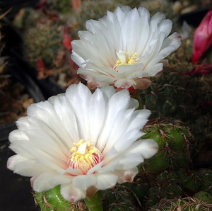 DSC02281Gymnocalycium mesopotamicum LB 612