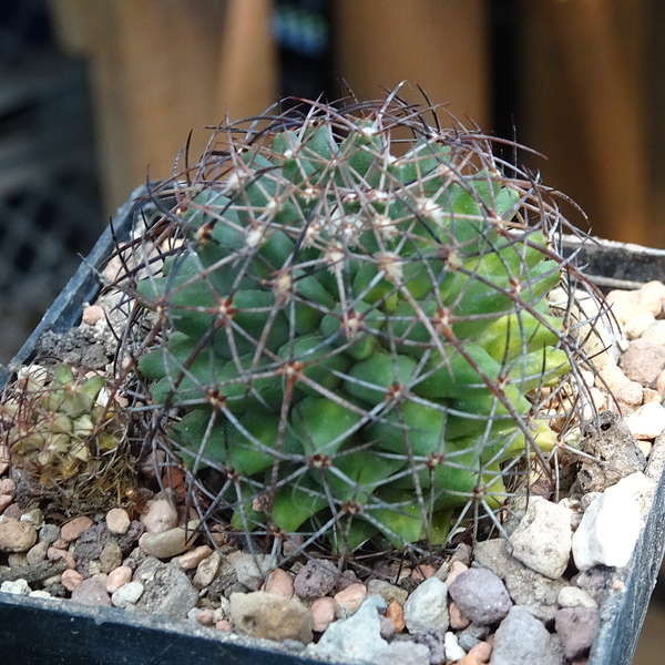 DSC02322Mammillaria mainiae