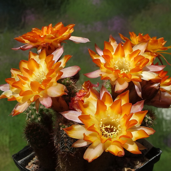 DSC02346Chamaecereus Lincoln Gem