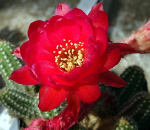 DSC02353Chamaecereus Lincoln Elegance