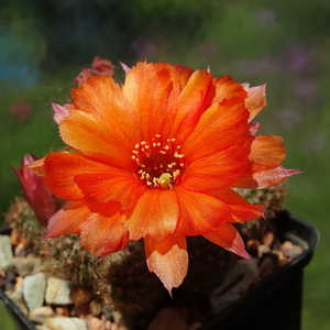 DSC02354Chamaecereus Lincoln Storm