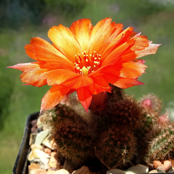 DSC02355Chamaecereus Lincoln Storm