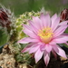 DSC02371Echinocereus pulchellus