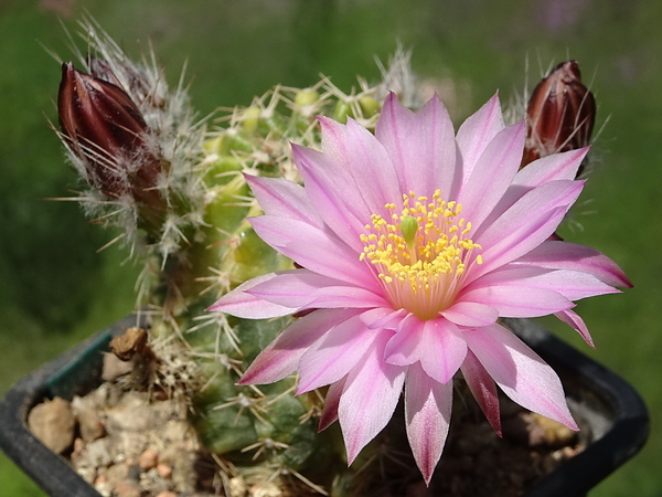 DSC02371Echinocereus pulchellus