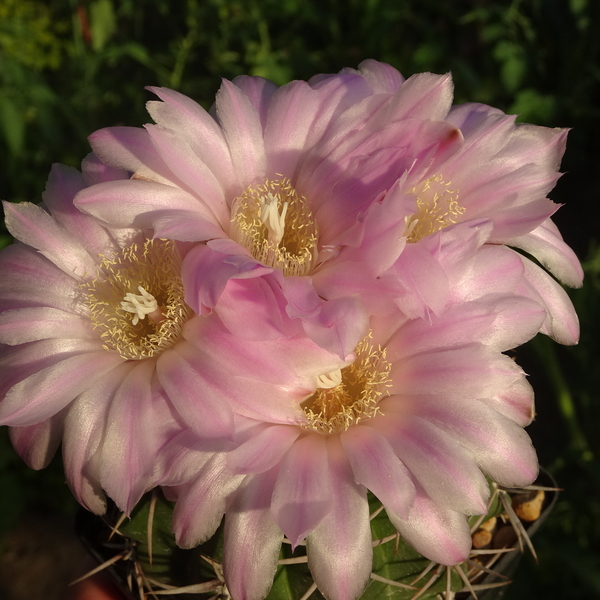 DSC02380Gymnocalycium horridispinum