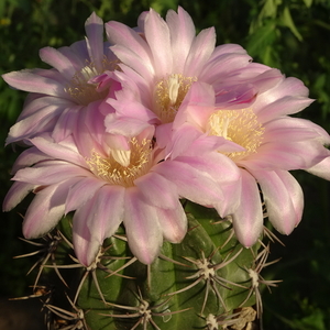 DSC02381Gymnocalycium horridispinum