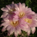 DSC02382Gymnocalycium horridispinum