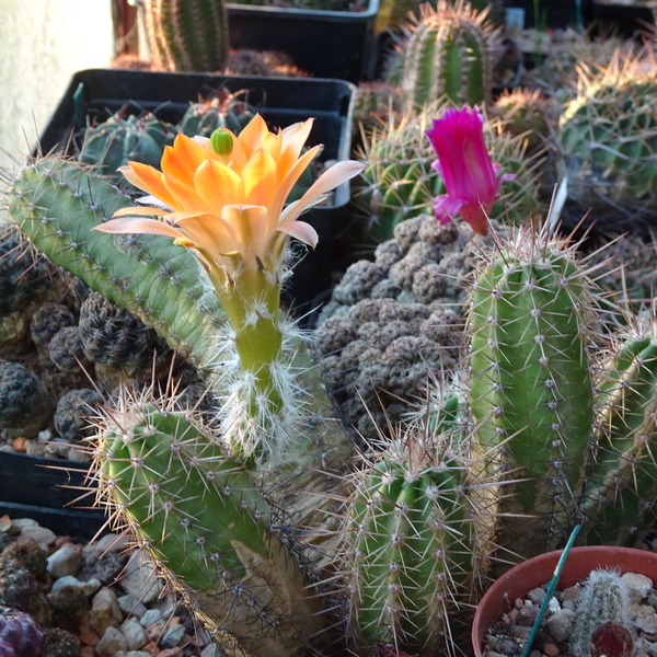 DSC02427Echinocereus salm-dyckianus