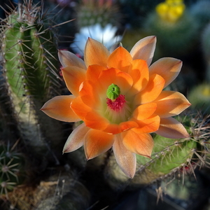 DSC02428Echinocereus salm-dyckianus