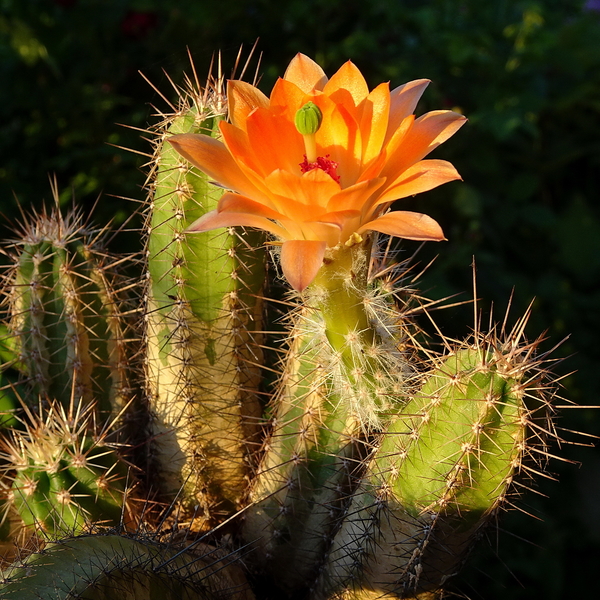 DSC02430Echinocereus salm-dyckianus