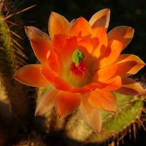 DSC02432Echinocereus salm-dyckianus