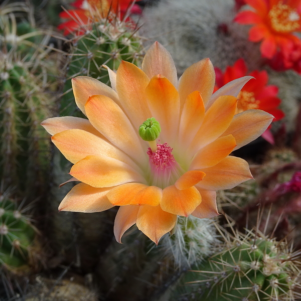 DSC02508Echinocereus salm-dyckianus