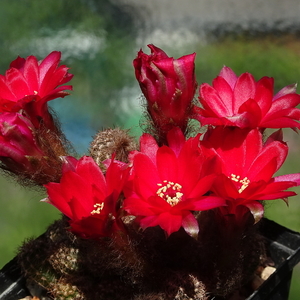 DSC02513Chamaecereus czerwony