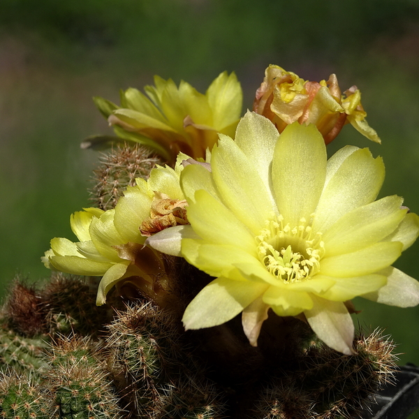 DSC02516Chamaecereus Lincoln Ace