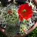 DSC02518Echinocereus triglochidiatus