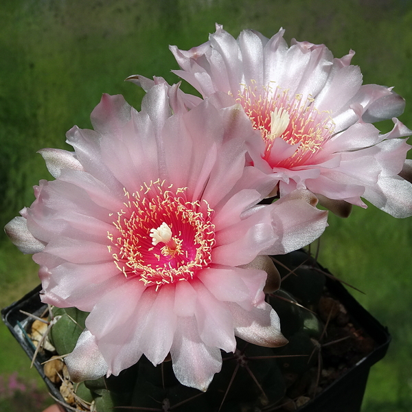 DSC02539Gymnocalycium ritterianum