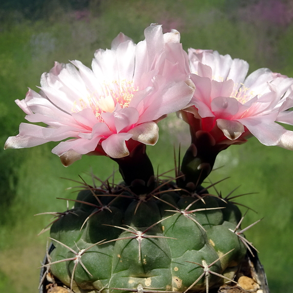 DSC02540Gymnocalycium ritterianum