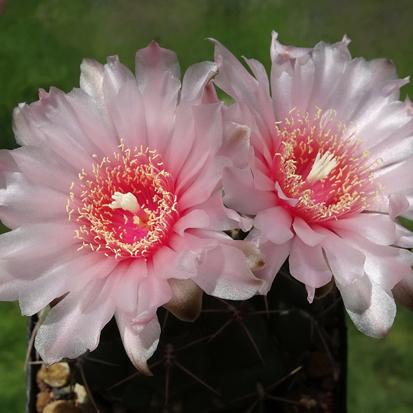 DSC02541Gymnocalycium ritterianum