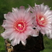 DSC02542Gymnocalycium ritterianum