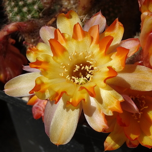 DSC02543Chamaecereus Lincoln Gem