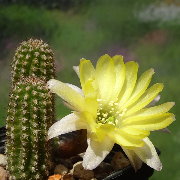 DSC02547Chamaecereus Lincoln Magic