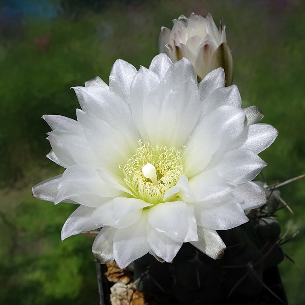 DSC02555Gymnocalycium sindae