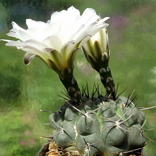 DSC02556Gymnocalycium sindae