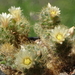 DSC02557Mammillaria prolifera