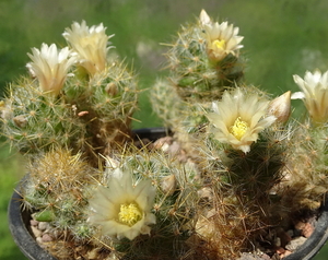 DSC02557Mammillaria prolifera