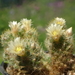 DSC02558Mammillaria prolifera